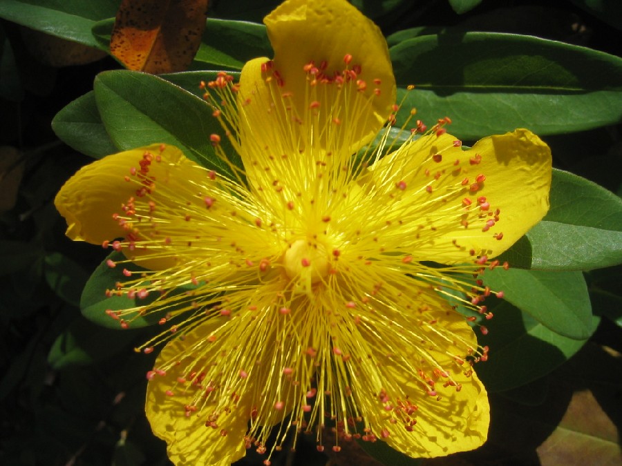 Hypericum calycinum